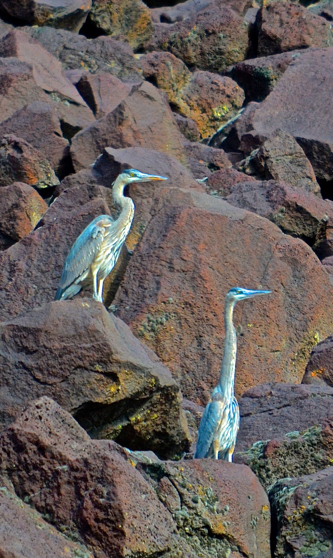 Herons